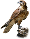 Falcon.png